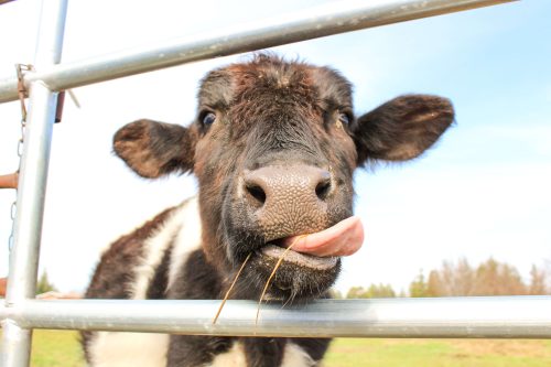 cow licking its lips