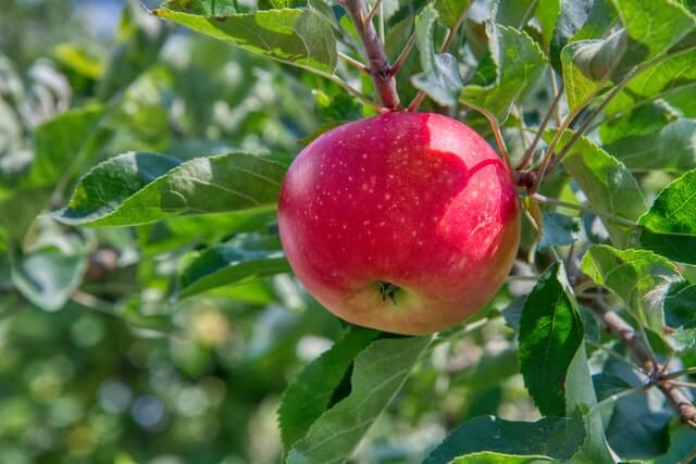 apple hanging on a tree